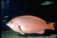 : Paranthias colonus; Creolefish