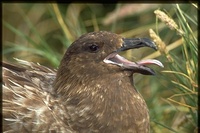 : Stercorarius antarcticus; Brown Skua