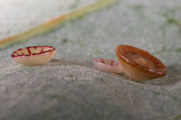 : Andricus parmula; Disc Gall Wasp