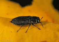 : Anthaxia sp.