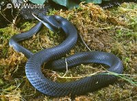 : Coluber constrictor foxi; Blue Racer