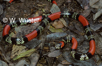 : Simophis rhinostoma; False Coral Snake