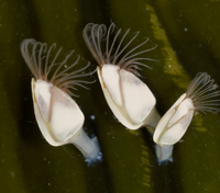 : Lepas sp.; Goose Barnacle