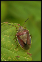 : Piezodorus lituratus