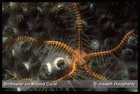 : Ophiopteris sp.; Brittlestar