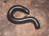 : Tylobolus uncigeris; Millipede