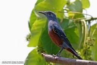 Blue Rock-Thrush (Male) Scientific name - Monticola solitarius