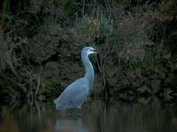 Hybrid Little Egret x Reef Egret - Egretta gularis x E. garcetta - H