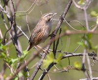 White-browed Chinese Warbler » Rhopophilus pekinensis