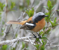 Eversmann's Redstart