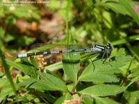 Almindelig Vandnymfe (Enallagma cyathigerum) Foto/billede af