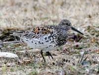 Great Knot (Gambell)