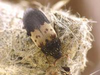 Dermestes lardarius - Larder Beetle