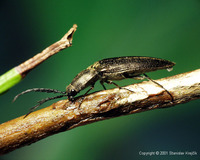 Ctenicera pectinicornis