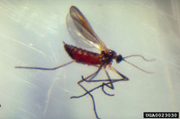 Zeuxidiplosis giardi