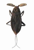 Nepa cinerea - Water-scorpion