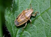 Aelia acuminata