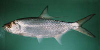 Megalops cyprinoides, Indo-Pacific tarpon: fisheries, aquaculture, gamefish