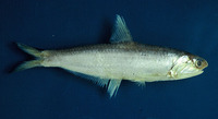 Anchoa spinifer, Spicule anchovy: fisheries