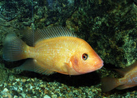 Amphilophus citrinellus, Midas cichlid: aquarium