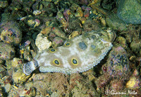 Microchirus ocellatus, Foureyed sole: fisheries