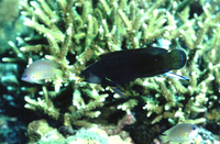 Labrichthys unilineatus, Tubelip wrasse: fisheries, aquarium