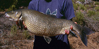 Barbus microcephalus, : gamefish
