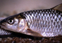 Labeobarbus marequensis, Largescale yellowfish: gamefish