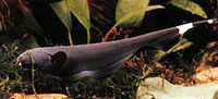 Apteronotus albifrons, Black ghost: aquarium