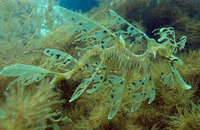 Phycodurus eques, Leafy seadragon: aquarium