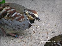 Collared Hill-Partridge Arborophila gingica