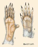 Image of: Callitrichinae (marmosets and tamarins)