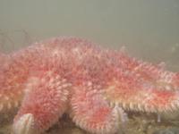 Crossaster papposus - Common Sunstar