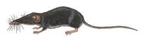 Image of: Suncus megalura (climbing shrew)