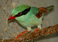 Cissa thalassina - Short-tailed Magpie