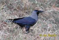 Corvus splendens - House Crow