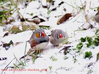 Taeniopygia guttata - Zebra Finch