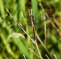 Image of: Libellula cyanea