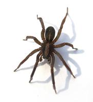 Image of: Pirata (lycosid spiders)