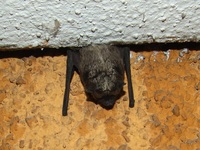 Vespertilio murinus - Parti-coloured Bat