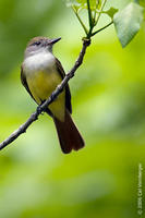 Image of: Myiarchus crinitus (great crested flycatcher)