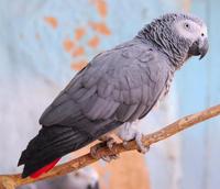 Image of: Psittacus erithacus (grey parrot)