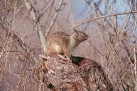 Spermophilus beecheyi - California Ground Squirrel