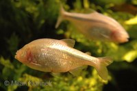 Astyanax mexicanus - Blind Cave Characin