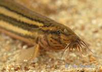 Misgurnus fossilis - Mud Loach