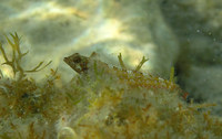Tripterygion tripteronotus