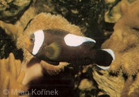 Amphiprion polymnus - Black Saddleback Clownfish