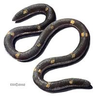 Image of: Anomochilus weberi