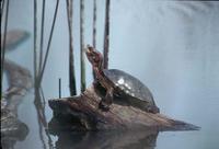 Image of: Clemmys marmorata (Pacific pond turtle)