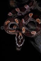 Image of: Elaphe guttata (corn snake)